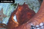 enteroctopus dofleini giant enteroctopus enteroctopus dofleini giant enteroctopus
