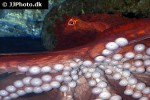 enteroctopus dofleini giant enteroctopus enteroctopus dofleini giant enteroctopus