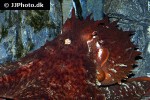 enteroctopus dofleini giant enteroctopus enteroctopus dofleini giant enteroctopus