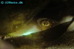 loligo vulgaris common squid loligo vulgaris common squid