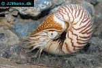 nautilus pompilius common nautilus nautilus pompilius common nautilus
