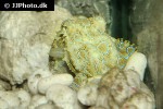 octopus bimaculoides california two spot octopus octopus bimaculoides california two spot octopus