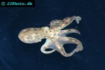 octopus cyanea day octopus octopus cyanea day octopus