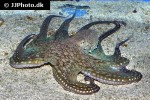 octopus cyanea smoothskin octopus octopus cyanea smoothskin octopus