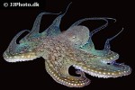 octopus cyanea smoothskin octopus octopus cyanea smoothskin octopus