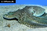 octopus cyanea smoothskin octopus octopus cyanea smoothskin octopus