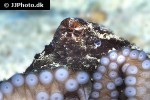 octopus cyanea smoothskin octopus octopus cyanea smoothskin octopus