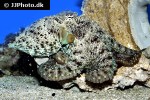 octopus cyanea smoothskin octopus octopus cyanea smoothskin octopus
