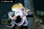 octopus cyanea smoothskin octopus octopus cyanea smoothskin octopus