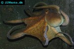 octopus vulgaris common octopus octopus vulgaris common octopus