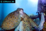 octopus vulgaris common octopus octopus vulgaris common octopus