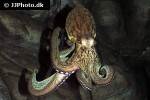 octopus vulgaris common octopus octopus vulgaris common octopus