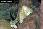 octopus vulgaris common octopus octopus vulgaris common octopus