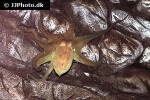 octopus vulgaris common octopus octopus vulgaris common octopus