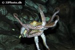octopus vulgaris common octopus octopus vulgaris common octopus