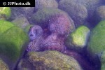 octopus vulgaris common octopus octopus vulgaris common octopus
