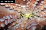 octopus vulgaris common octopus octopus vulgaris common octopus