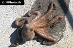 octopus vulgaris common octopus octopus vulgaris common octopus