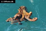 octopus vulgaris common octopus octopus vulgaris common octopus