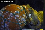 octopus vulgaris common octopus octopus vulgaris common octopus