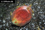 paracucumaria tricolor sea apple paracucumaria tricolor sea apple