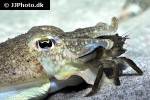 sepia officinalis common cuttlefish sepia officinalis common cuttlefish