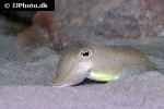 sepia officinalis common cuttlefish sepia officinalis common cuttlefish