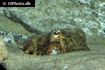 sepia officinalis common cuttlefish sepia officinalis common cuttlefish