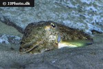 sepia officinalis common cuttlefish sepia officinalis common cuttlefish