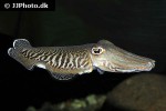 sepia officinalis common cuttlefish sepia officinalis common cuttlefish
