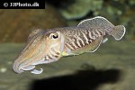 sepia officinalis common cuttlefish sepia officinalis common cuttlefish