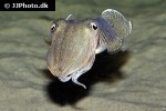 sepia officinalis common cuttlefish sepia officinalis common cuttlefish