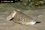 sepia officinalis common cuttlefish sepia officinalis common cuttlefish