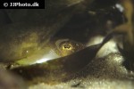 sepia officinalis common cuttlefish sepia officinalis common cuttlefish