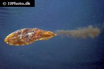 sepia officinalis common cuttlefish sepia officinalis common cuttlefish