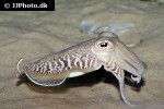 sepia officinalis common cuttlefish sepia officinalis common cuttlefish