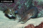 sepia pharaonis pharaoh cuttlefish sepia pharaonis pharaoh cuttlefish