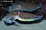 sepia pharaonis pharaoh cuttlefish sepia pharaonis pharaoh cuttlefish