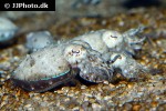 sepia pharaonis pharaoh cuttlefish sepia pharaonis pharaoh cuttlefish