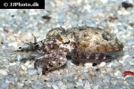 sepia pharaonis pharaoh cuttlefish sepia pharaonis pharaoh cuttlefish