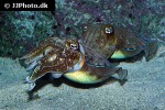 sepia pharaonis pharaoh cuttlefish sepia pharaonis pharaoh cuttlefish
