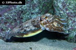 sepia pharaonis pharaoh cuttlefish sepia pharaonis pharaoh cuttlefish