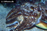 sepia pharaonis pharaoh cuttlefish sepia pharaonis pharaoh cuttlefish