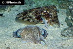 sepia pharaonis pharaoh cuttlefish sepia pharaonis pharaoh cuttlefish