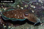 sepia pharaonis pharaoh cuttlefish sepia pharaonis pharaoh cuttlefish