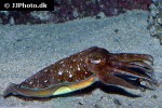 sepia pharaonis pharaoh cuttlefish sepia pharaonis pharaoh cuttlefish