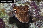 sepia pharaonis pharaoh cuttlefish sepia pharaonis pharaoh cuttlefish