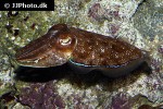 sepia pharaonis pharaoh cuttlefish sepia pharaonis pharaoh cuttlefish