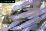 sepioteuthis lessoniana bigfin reef squid sepioteuthis lessoniana bigfin reef squid