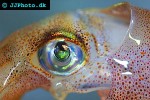 sepioteuthis lessoniana bigfin reef squid sepioteuthis lessoniana bigfin reef squid